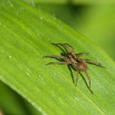 mini-wolf-spider