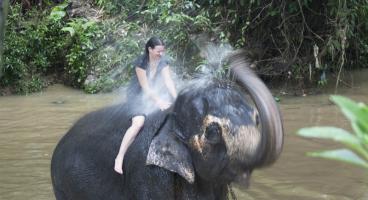 Pinnawala Elephant Orphanage