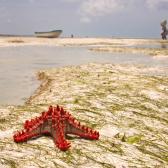 Colourful starfish