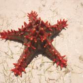 Colourful starfish