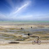 The Zanzibar rush hour