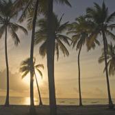 Palmtrees at sunrise