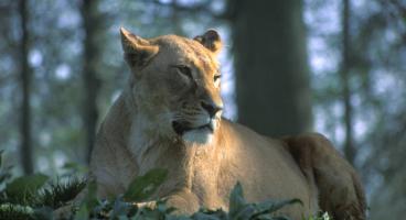 Longleat Safari Park