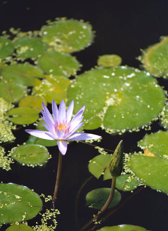 Water Lilly