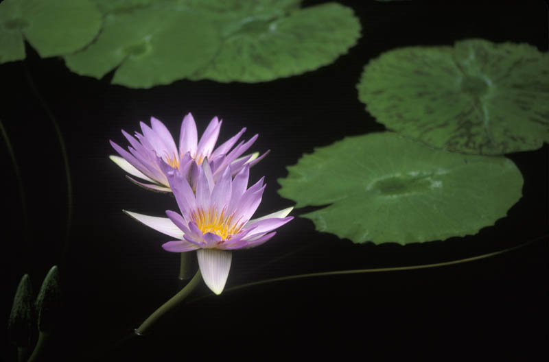 Water Lilly