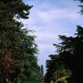 Pagoda view
