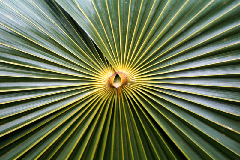Pineapple leaf