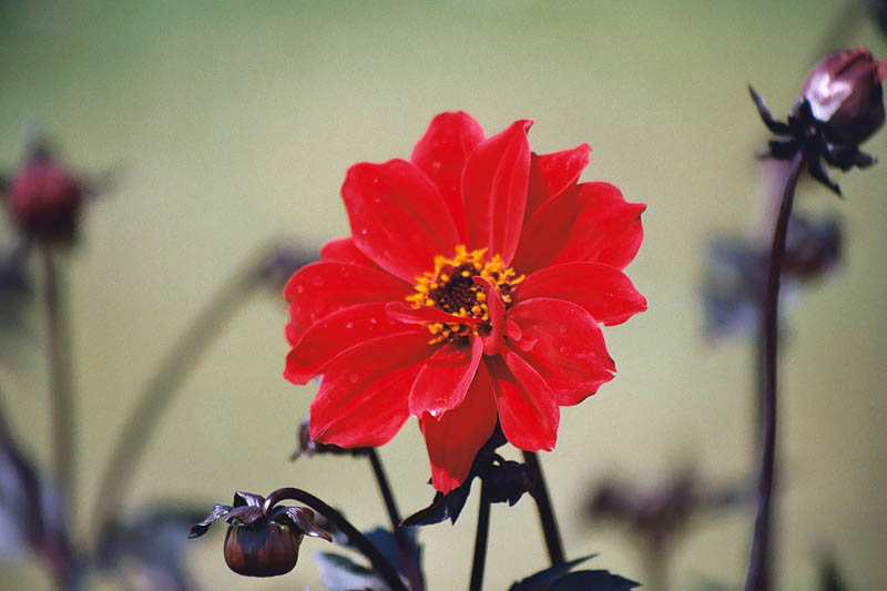 Red flower