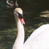 Swan