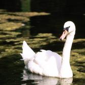 Swan