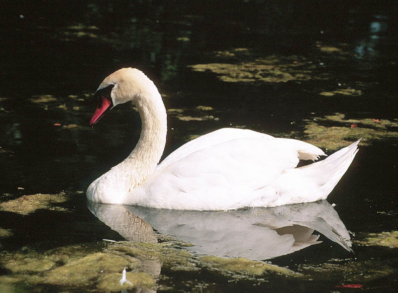 Swan