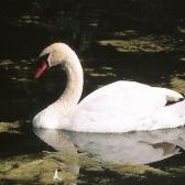 Swan