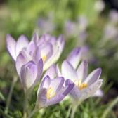 crocuses2
