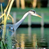 heron