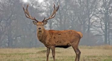 Richmond Park