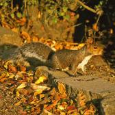 Squirrel at sunrise