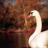 Swan at Wandsworth Common
